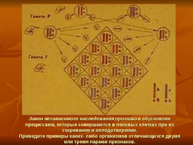 Закон независимого наследования признаков обусловлен процессами, которые совершаются в половых клетках при их созревании и оплодотворении.  Приведите примеры каких- либо организмов отличающихся двумя или тремя парами признаков. 