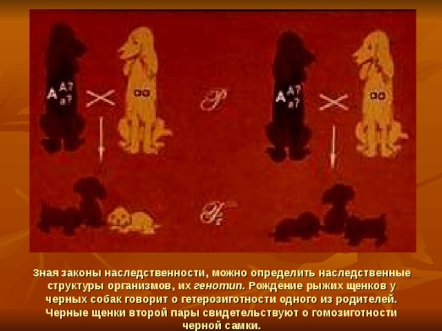 Зная законы наследственности, можно определить наследственные структуры организмов, их генотип. Рождение рыжих щенков у черных собак говорит о гетерозиготности одного из родителей.  Черные щенки второй пары свидетельствуют о гомозиготности черной самки. 