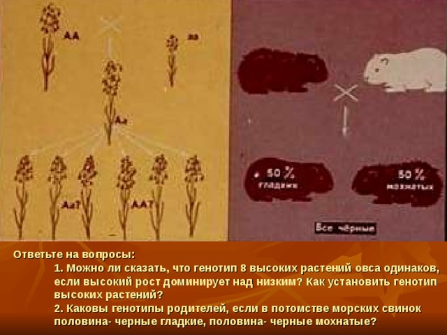 Ответьте на вопросы:  1. Можно ли сказать, что генотип 8 высоких растений овса одинаков, если высокий рост доминирует над низким? Как установить генотип высоких растений?  2. Каковы генотипы родителей, если в потомстве морских свинок половина- черные гладкие, половина- черные мохнатые? 