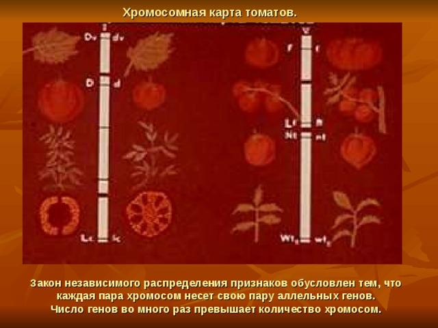 Хромосомная карта томатов. Закон независимого распределения признаков обусловлен тем, что каждая пара хромосом несет свою пару аллельных генов.  Число генов во много раз превышает количество хромосом. 