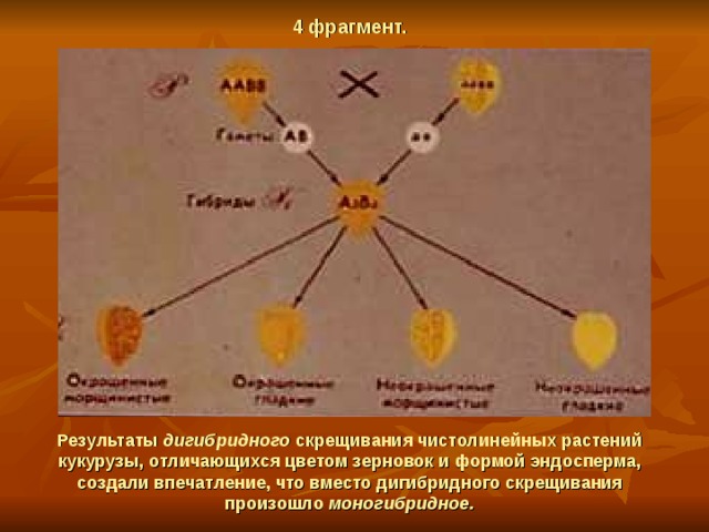 4 фрагмент. Результаты дигибридного скрещивания чистолинейных растений кукурузы, отличающихся цветом зерновок и формой эндосперма, создали впечатление, что вместо дигибридного скрещивания произошло моногибридное. 