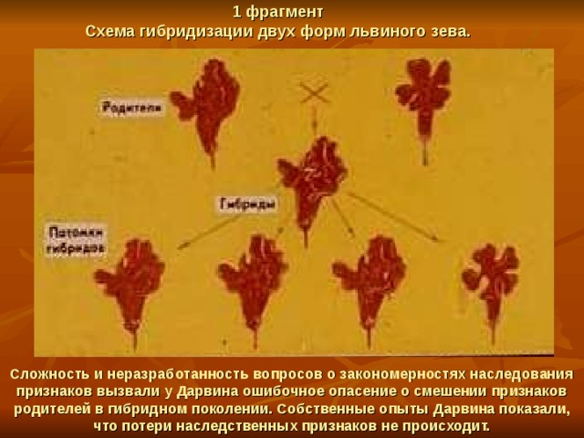 1 фрагмент  Схема гибридизации двух форм львиного зева. Сложность и неразработанность вопросов о закономерностях наследования признаков вызвали у Дарвина ошибочное опасение о смешении признаков родителей в гибридном поколении. Собственные опыты Дарвина показали, что потери наследственных признаков не происходит. 