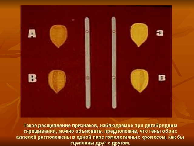 Такое расщепление признаков, наблюдаемое при дигибридном скрещивании, можно объяснить, предположив, что гены обоих аллелей расположены в одной паре гомологичных хромосом, как бы сцеплены друг с другом. 