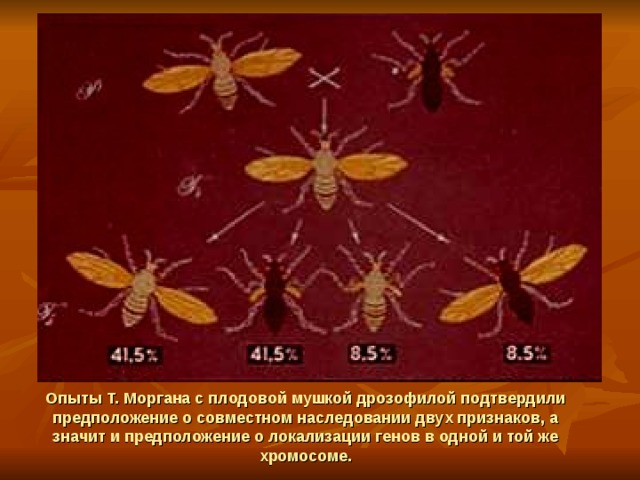 Опыты Т. Моргана с плодовой мушкой дрозофилой подтвердили предположение о совместном наследовании двух признаков, а значит и предположение о локализации генов в одной и той же хромосоме. 