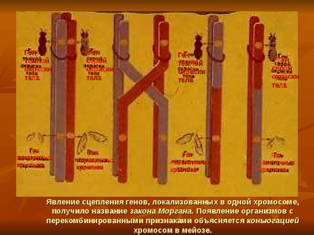 Ген  темной окраски тела  Ген  серой окраски тела Ген  темной окраски тела  Ген  серой  окраски тела  Ген  зачаточных  крыльев  Ген  нормальных  крыльев  Ген  зачаточных  крыльев  Ген  нормальных  крыльев Явление сцепления генов, локализованных в одной хромосоме, получило название закона Моргана. Появление организмов с перекомбинированными признаками объясняется коньюгацией хромосом  в мейозе. 