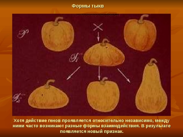 Формы тыкв Хотя действие генов проявляется относительно независимо, между ними часто возникают разные формы взаимодействия. В результате появляется новый признак. 
