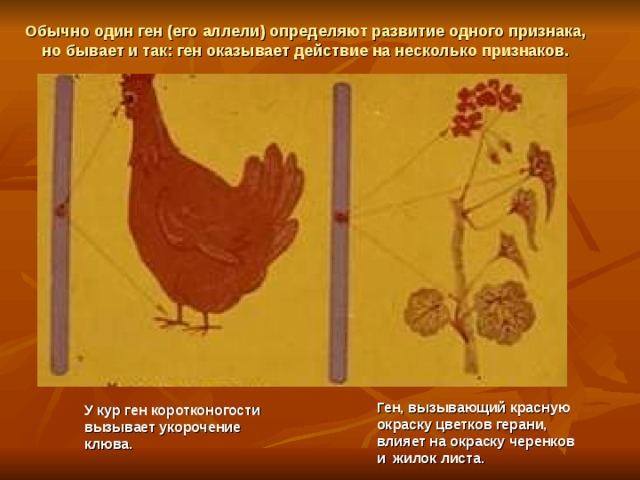 Обычно один ген (его аллели) определяют развитие одного признака, но бывает и так: ген оказывает действие на несколько признаков. Ген, вызывающий красную окраску цветков герани, влияет на окраску черенков и жилок листа. У кур ген коротконогости вызывает укорочение клюва. 