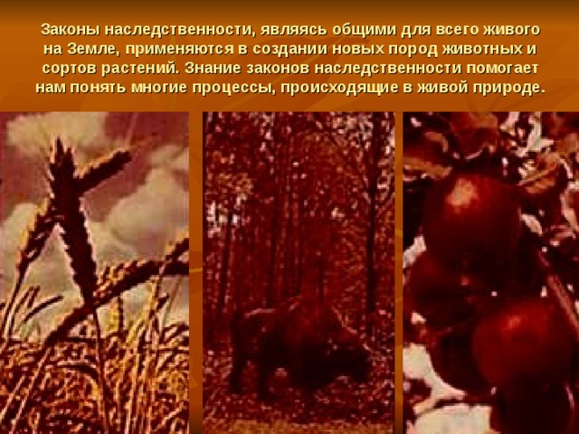Законы наследственности, являясь общими для всего живого на Земле, применяются в создании новых пород животных и сортов растений. Знание законов наследственности помогает нам понять многие процессы, происходящие в живой природе. 