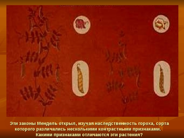 Эти законы Мендель открыл, изучая наследственность гороха, сорта которого различались несколькими контрастными признаками. Какими признаками отличаются эти растения? 