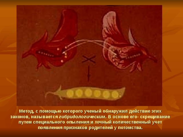 Метод, с помощью которого ученый обнаружил действие этих законов, называется гибридологическим. В основе его- скрещивание путем специального опыления и точный количественный учет появления признаков родителей у потомства. 