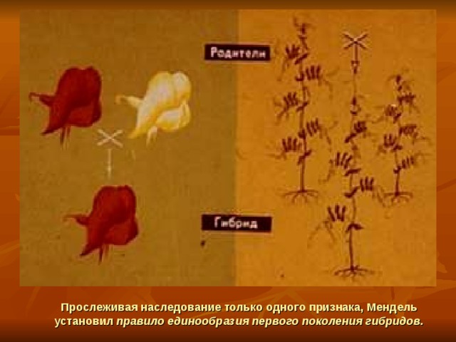 Прослеживая наследование только одного признака, Мендель установил правило единообразия первого поколения гибридов. 