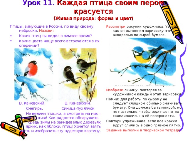 Урок 11. Каждая птица своим пером красуется  (Живая природа: форма и цвет) Птицы, зимующие в России, по виду своему неброски. Назови: Рассмотри рисунки художника. Узнай, как он выполнил зарисовку птиц акварелью по сырой бумаге. Каких птиц ты видел в зимнее время? Какие цвета чаще всего встречаются в их оперении? В. Каневский. Синица-лазоревка.  В. Каневский.    В. Каневский.   Снегирь.  Синица-пухлячок Не велики пташки, а смотреть на них – залюбуешься! Как радостно обнаружить средь зимы на заиндевелых деревьях ярких, как яблоки, птиц! Хочется взять кисть и изобразить эту чудесную картину. Изобрази синицу, повторяя за художником каждый этап зарисовки. Помни: для работы по сырому не следует слишком обильно смачивать бумагу. Она должна быть мокрой, но не настолько, чтобы водяные пятна скапливались на её поверхности. Повтори упражнение, если все краски вдруг слились в одно грязное пятно. Задание выполни в творческой тетради. 