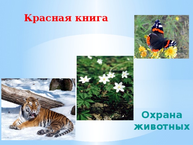 Красная  книга Охрана животных 