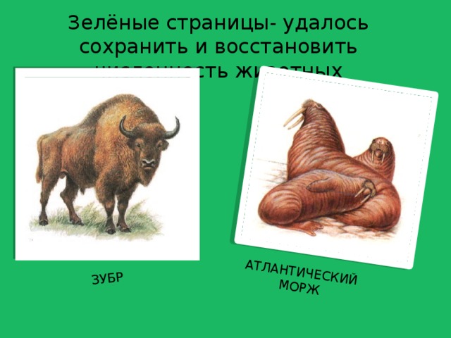 ЗУБР АТЛАНТИЧЕСКИЙ МОРЖ Зелёные страницы- удалось сохранить и восстановить численность животных 