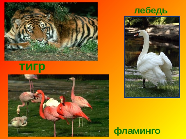 лебедь тигр фламинго 