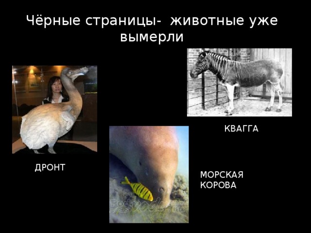 Чёрные страницы- животные уже вымерли КВАГГА ДРОНТ МОРСКАЯ КОРОВА 