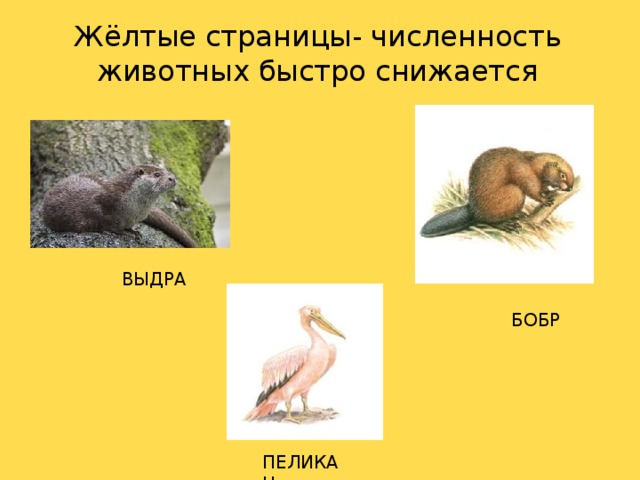 Жёлтые страницы- численность животных быстро снижается ВЫДРА БОБР ПЕЛИКАН 