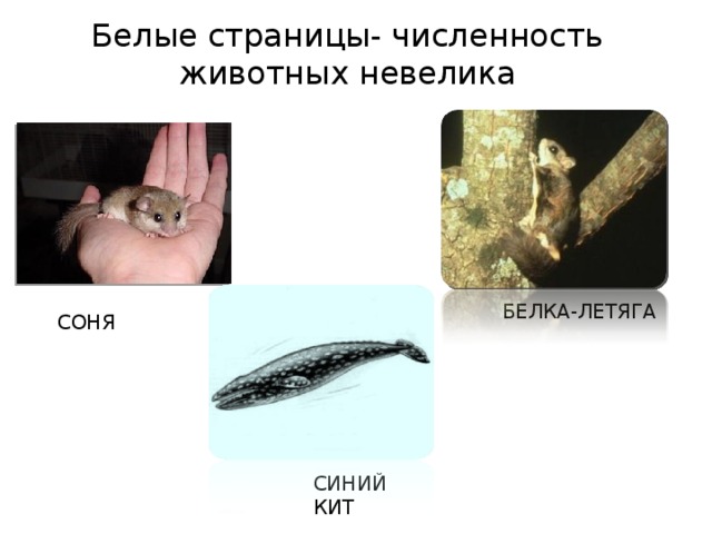 Белые страницы- численность животных невелика БЕЛКА-ЛЕТЯГА СОНЯ СИНИЙ КИТ 