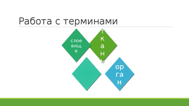 ткань слоевище орган Работа с терминами 
