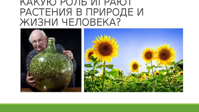 КАКУЮ РОЛЬ ИГРАЮТ РАСТЕНИЯ В ПРИРОДЕ И ЖИЗНИ ЧЕЛОВЕКА? 