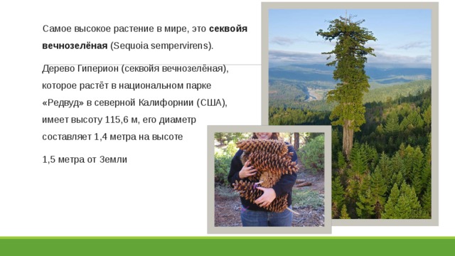 Самое высокое растение в мире, это  секвойя вечнозелёная (Sequoia sempervirens).  Дерево Гиперион (секвойя вечнозелёная), которое растёт в национальном парке «Редвуд» в северной Калифорнии (США), имеет высоту 115,6 м, его диаметр составляет 1,4 метра на высоте 1,5 метра от Земли 