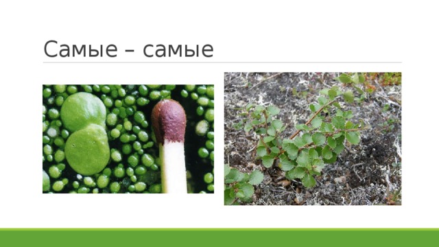 Самые – самые 