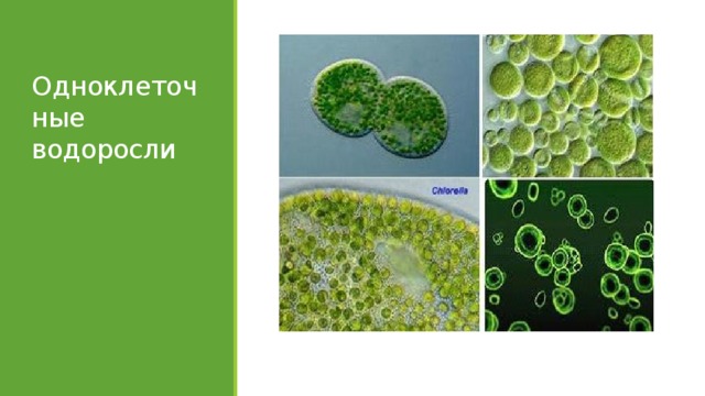 Одноклеточные водоросли 