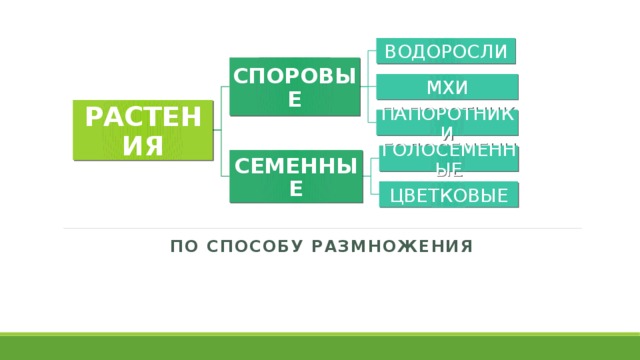 ВОДОРОСЛИ СПОРОВЫЕ МХИ РАСТЕНИЯ ПАПОРОТНИКИ ГОЛОСЕМЕННЫЕ СЕМЕННЫЕ ЦВЕТКОВЫЕ По способу размножения 