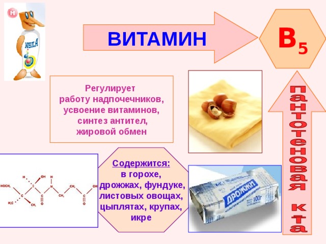 B 5 ВИТАМИН  Регулирует работу надпочечников, усвоение витаминов,  синтез антител, жировой обмен Содержится: в горохе,  дрожжах, фундуке, листовых овощах, цыплятах, крупах, икре 