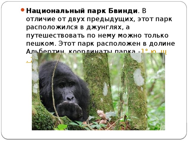 Национальный парк Бвинди . В отличие от двух предыдущих, этот парк расположился в джунглях, а путешествовать по нему можно только пешком. Этот парк расположен в долине Альбертин, координаты парка - 1°  ю .  ш . 29° в. д. 