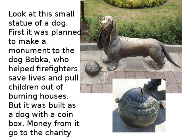 Look at this small statue of a dog. First it was planned to make a monument to the dog Bobka, who helped firefighters save lives and pull children out of burning houses. But it was built as a dog with a coin box. Money from it go to the charity for homeless animals in the center of Kostroma. 