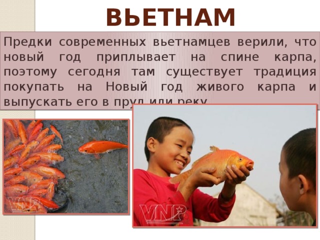 Вьетнам Предки современных вьетнамцев верили, что новый год приплывает на спине карпа, поэтому сегодня там существует традиция покупать на Новый год живого карпа и выпускать его в пруд или реку.