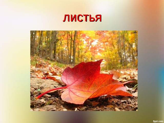 листья 