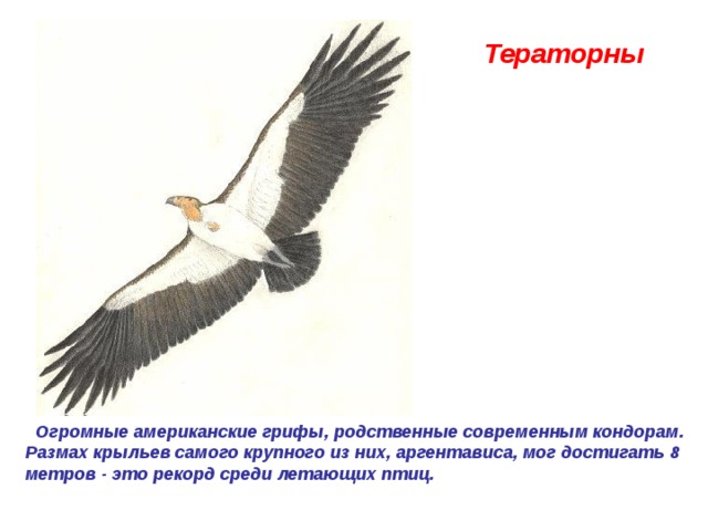 Тераторны     Огромные американские грифы, родственные современным кондорам. Размах крыльев самого крупного из них, аргентависа, мог достигать 8 метров - это рекорд среди летающих птиц. 