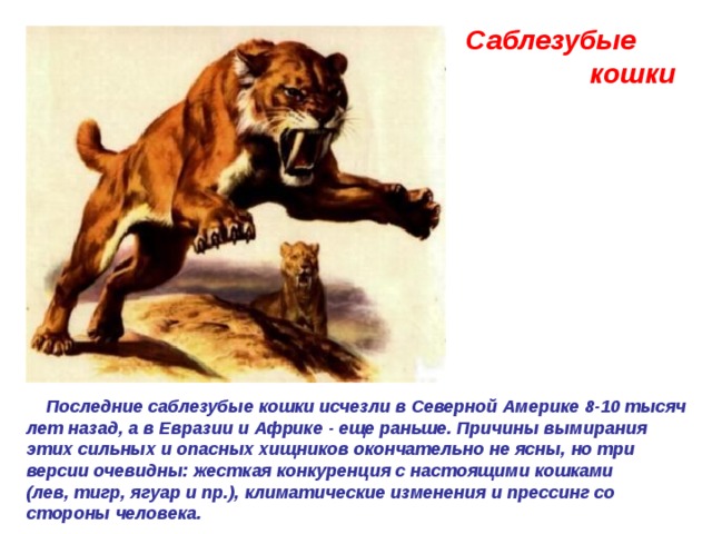 Саблезубые  кошки    Последние саблезубые кошки исчезли в Северной Америке 8-10 тысяч лет назад, а в Евразии и Африке - еще раньше. Причины вымирания этих сильных и опасных хищников окончательно не ясны, но три версии очевидны: жесткая конкуренция с настоящими кошками (лев, тигр, ягуар и пр.), климатические изменения и прессинг со стороны человека.  