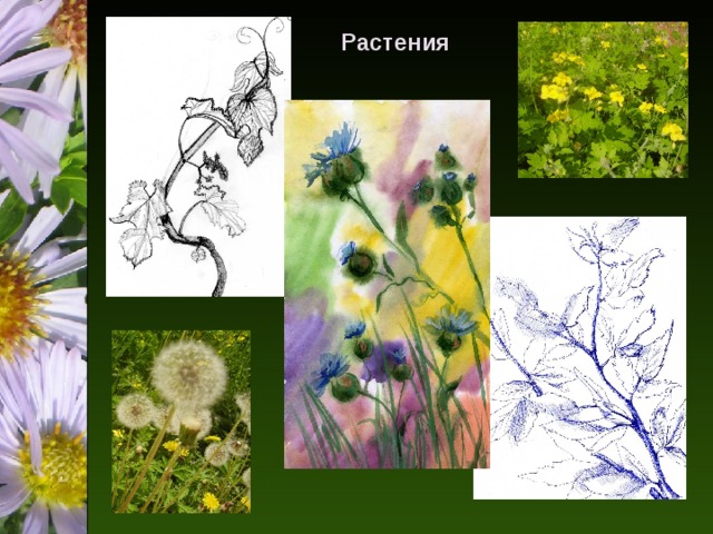Растения 