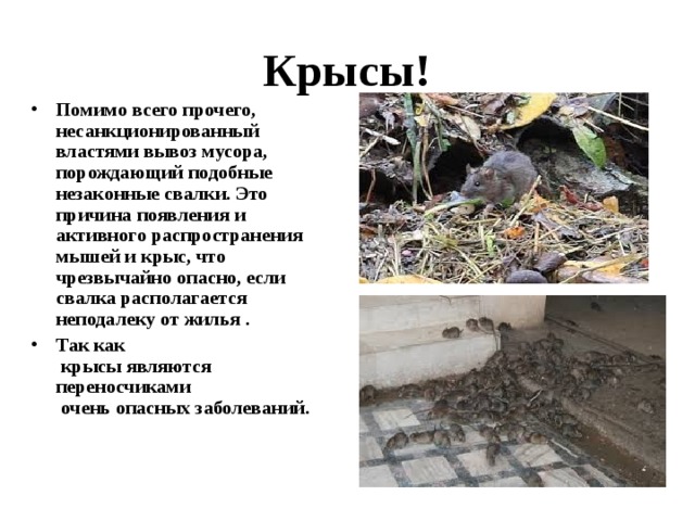 Крысы! Помимо всего прочего, несанкционированный властями вывоз мусора, порождающий подобные незаконные свалки. Это причина появления и активного распространения мышей и крыс, что чрезвычайно опасно, если свалка располагается неподалеку от жилья . Так как  крысы являются переносчиками  очень опасных заболеваний. 