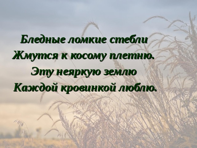 Бледные ломкие стебли Жмутся к косому плетню. Эту неяркую землю Каждой кровинкой люблю. 