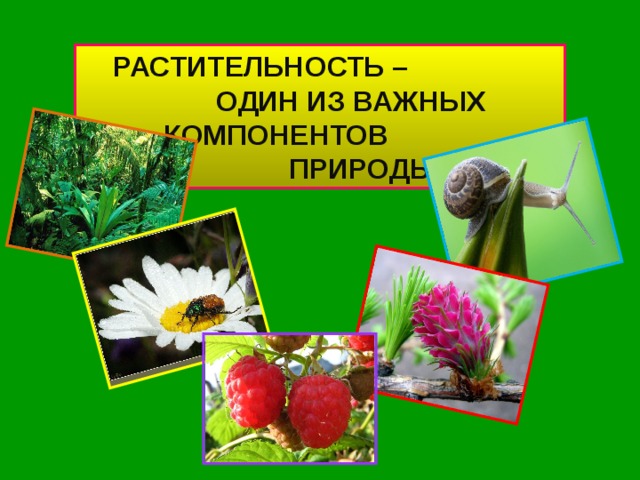 РАСТИТЕЛЬНОСТЬ – ОДИН ИЗ ВАЖНЫХ КОМПОНЕНТОВ ПРИРОДЫ. 