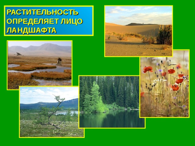 РАСТИТЕЛЬНОСТЬ ОПРЕДЕЛЯЕТ ЛИЦО ЛАНДШАФТА 