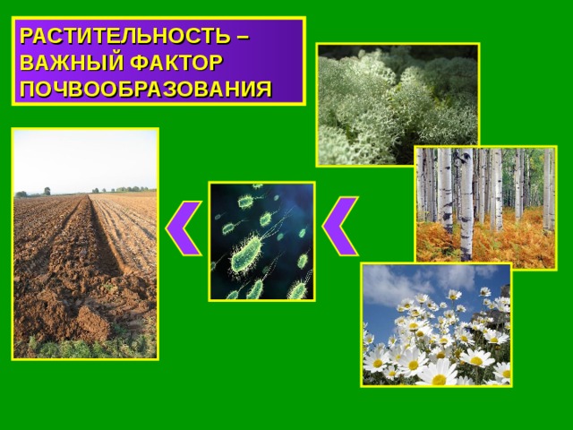 РАСТИТЕЛЬНОСТЬ – ВАЖНЫЙ ФАКТОР ПОЧВООБРАЗОВАНИЯ 
