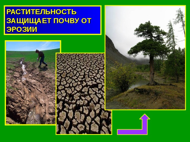 РАСТИТЕЛЬНОСТЬ ЗАЩИЩАЕТ ПОЧВУ ОТ ЭРОЗИИ 