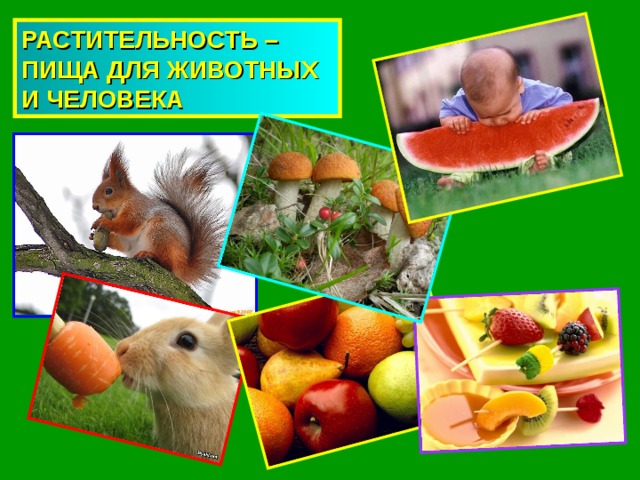 РАСТИТЕЛЬНОСТЬ – ПИЩА ДЛЯ ЖИВОТНЫХ И ЧЕЛОВЕКА 