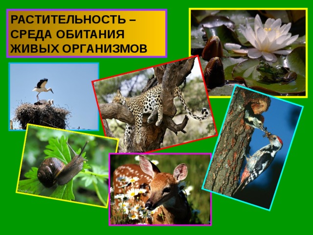 РАСТИТЕЛЬНОСТЬ – СРЕДА ОБИТАНИЯ ЖИВЫХ ОРГАНИЗМОВ 