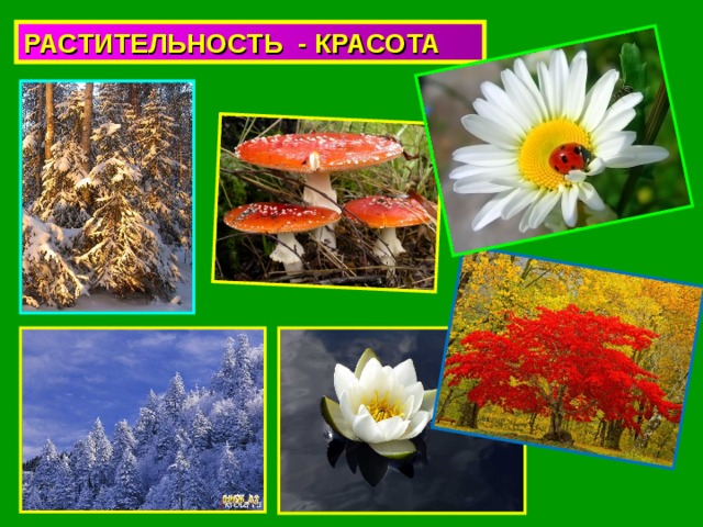 РАСТИТЕЛЬНОСТЬ - КРАСОТА 