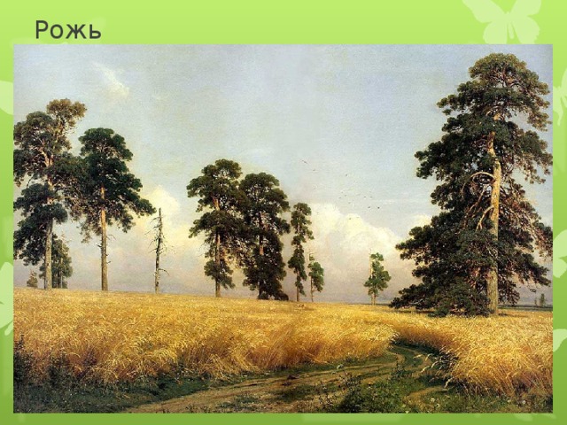 Рожь 