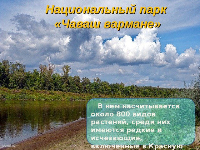 Национальный парк  «Чаваш вармане»    В нем  насчитывается около 800 видов растений, среди них имеются редкие и исчезающие, включенные в Красную книгу Чувашской Республики
