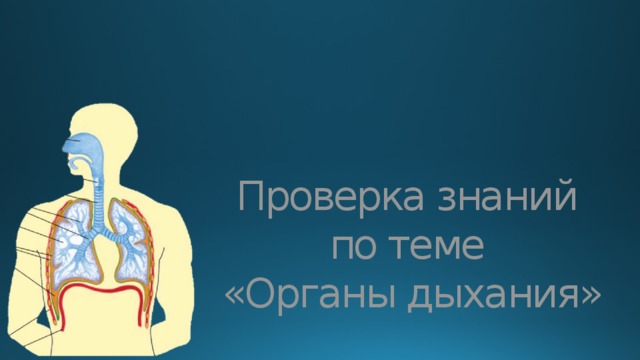 Проверка знаний  по теме  «Органы дыхания» 