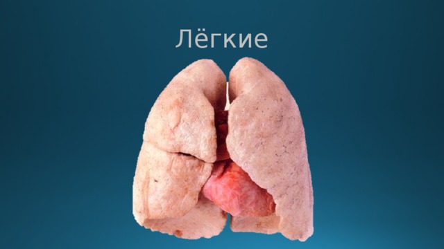 Лёгкие 