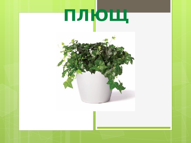 ПЛЮЩ 
